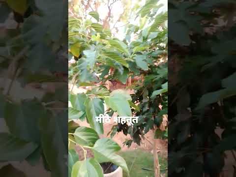 Shahtoot ke fayde#shortvedio #viral_shorts
