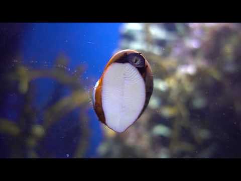 Aquarium Snail eating off the glass