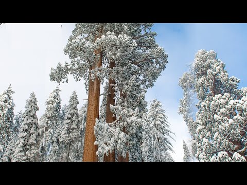 Beautiful Peaceful music, Relaxing  Soothing Instrumental music 4K " Sequoia Snowfall" by Tim Janis