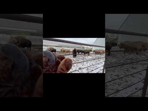 “My extraordinary journey- I met a real bison.”