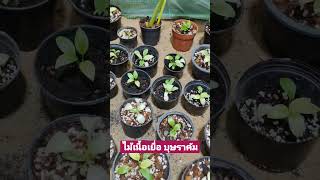 อัพเดท ทดลองเลี้ยง เสน่ห์จันทร์บุษราคัม ไม้เนื้อเยื่อ อนุบาลไม้เนื้อเยื่อ  Homalomena sp @skyplants