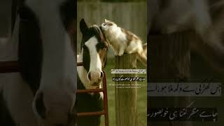 #answer #trendingshorts #islamicprayer #unfrezzmyaccount #islamicrecitation #quotes