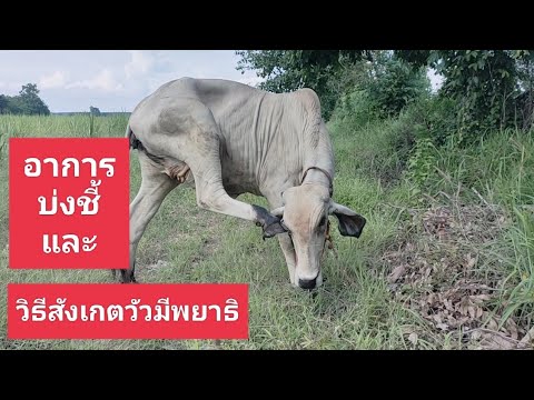 วิธีสังเกตอาการวัวมีพยาธิ - อาชีพสร้างรายได้channel