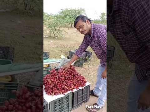 మా నాయుడుపేట విశేషాలు#shortvideo