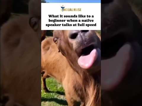 #relatable #languagelearning #languagecoach #animalmemes