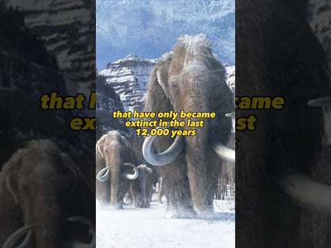 North American Mammals That Have Only Became Extinct In The Last 12,000 Years - Part 2 #history