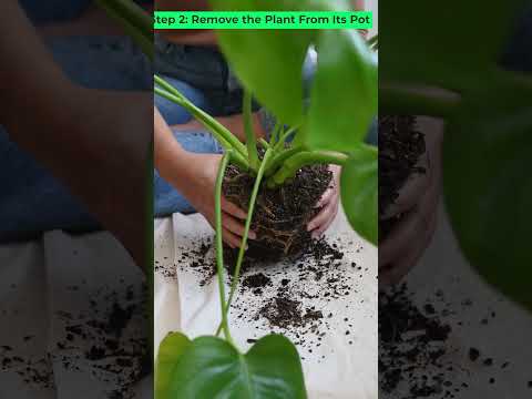 Six Steps to Repot a Monestera Plant #indoorplants #shortvideo #shorts