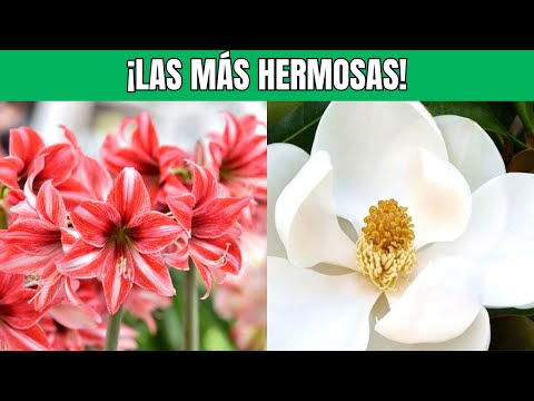 Las 20 Flores más Hermosas del Mundo