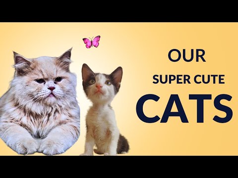 Cat World #funyvideo #cat