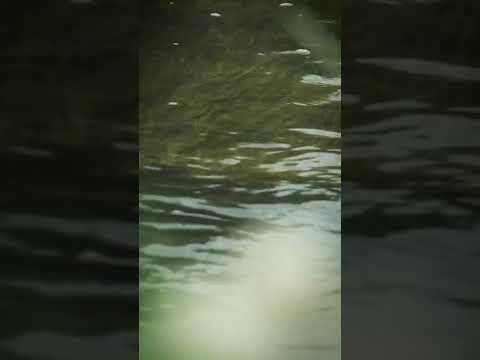RICE475 - お米づくりに欠かせない、豊かな水