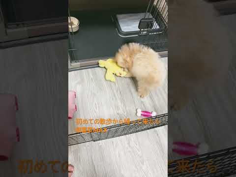 散歩後少し遊んでいたら興奮度MAX