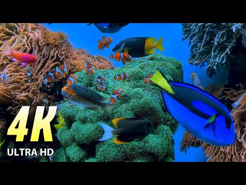Aquarium 4K VIDEO, Beautiful Coral Reef White Noise, cure your health.  Relax, Sleep, Meditation