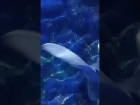 Under da Sea