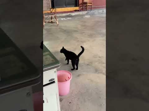 餓貓出沒