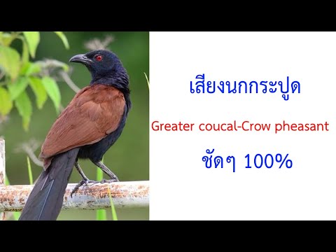 เสียงนกกระปูดใหญ่ Greater coucal, Crow pheasant 2021