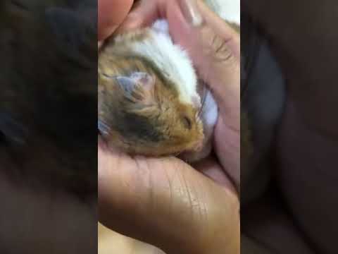 #my hamster likes to be rubbed#shortvideo