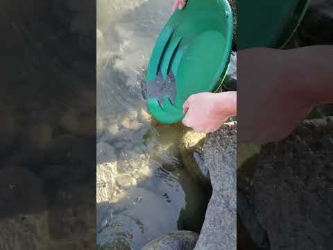 Panning Flour-Flood Gold - a Full Pan Down to the Fines #goldmining #goldpanning #finegoldrecovery