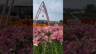 Taiwan flowers #taiwan #flowers #foryou #fyp #shortsfeed #shorts #foryourpage #happyminds #travel