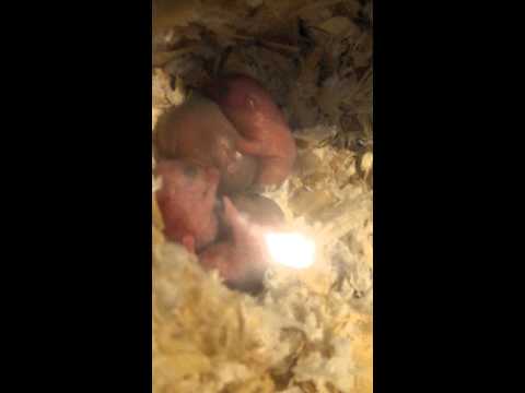 倉鼠 三線鼠 出生紀錄【DAY2】