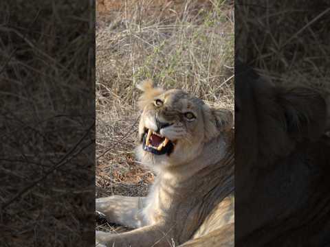 Face to face lion encounter near Krueger National Park!