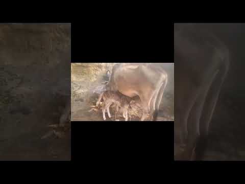 choti choti gaiya short #shorts#ytviralshorts #ytshortsvideo