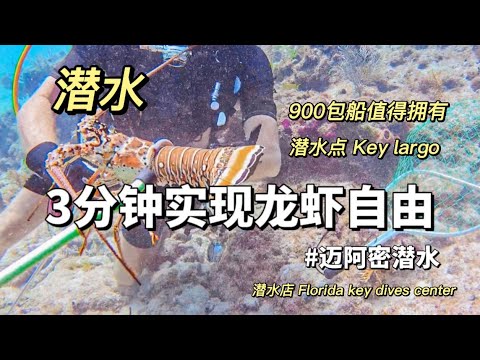 【我的潜水日记】迈阿密包船潜水实现龙虾自由｜key largo 潜水点｜偶遇护士鲨鱼 #vlog #潜水 #迈阿密 #龙虾