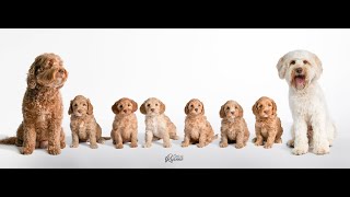 Harmony’s Indian Summer 2025