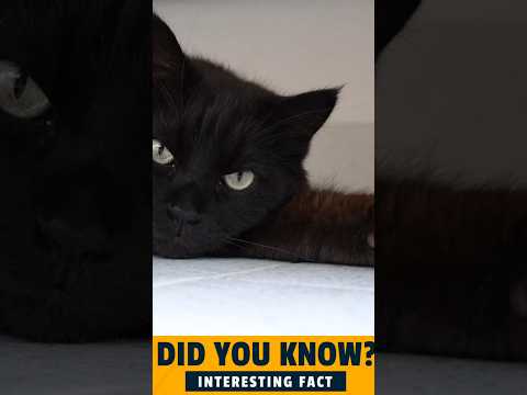 Real Reason Ancient Egyptians Worshipped Cats