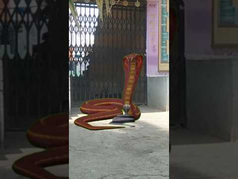 Ichadhari nag transformation funny vfx video #vfx #naagin7 @Handbasket-tv