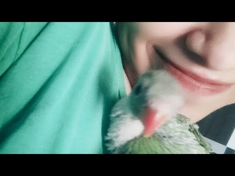 🦜☺️ hi kya aap mujhe psnd krenge #youtube #india #viralvideo #beutifull #parrot #birds #birdslover