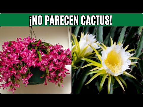 12 Cactus Colgantes que Sorprenden | ¡Flores Increíbles!