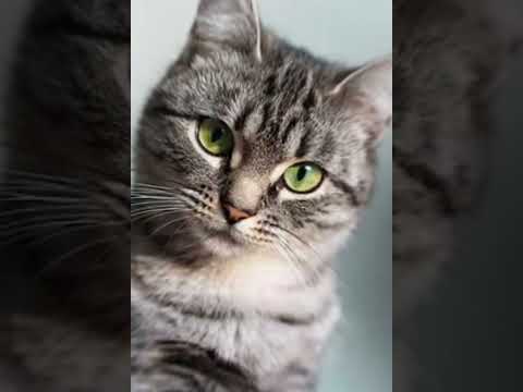 Top 10 Cutest cat in the world #Short #Cutestcat #funnycat #Cat