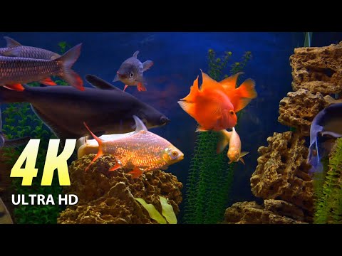 AQUARIUM 4K (ULTRA HD) VIDEO.  RELAXING SLEEP MUSIC, SEA LIFE, INCREDIBLE UNDERWATER WORLD