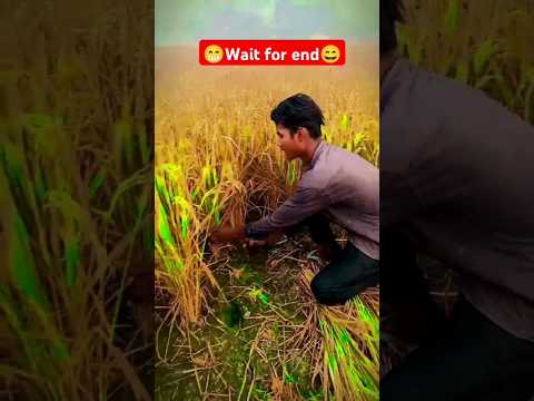 Kareja_ho_aaw_dhan_kate #shorts #comedy #funny #viral #trending #shortvideos