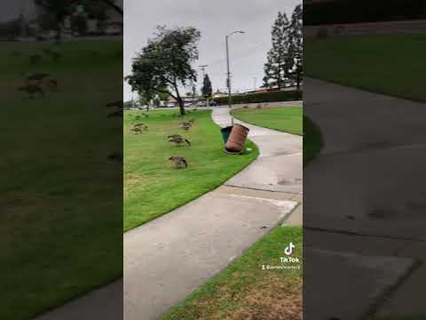 No ducks given.