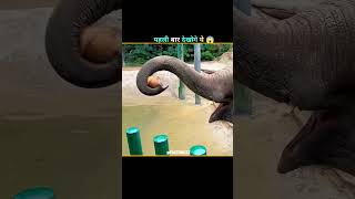 Elephant Is Built Different