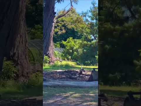 WATCH a Koala Bear kick another Koala Bear out of a tree 😁😂