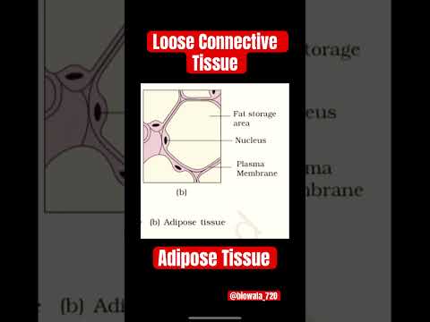 Loose Connective Tissue-Adipose Tissue #neet #biology #science #ncert #aiims #shorts #trending