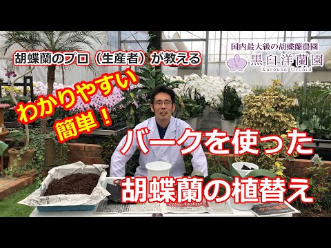 バークを使った胡蝶蘭の植替え講座