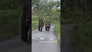 Elephant attack 🔥😍🥺|#viral #followforfollowback #followers #viralvideo #virshorts #elephantattack