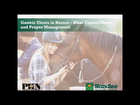 Gastric Ulcers in Horses - What Causes Them and Proper Management