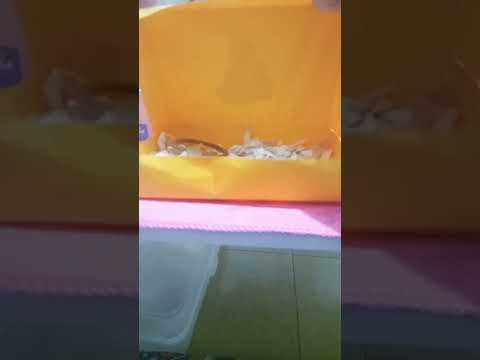 Packing fake order pt3