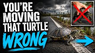 How to Help a Turtle Crossing the Road — And Why They're There