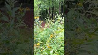 Scripture for Life 🕊️ ~ Good News in the Garden ✝️🛐 *376