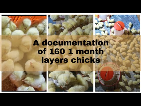 A documentation of layers at one month | How to start a poultry farm