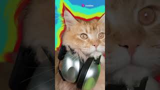 Cats Grooving to the Beat! 🐾🎶 #DancingCats #CatVideo #FunnyCats #FelineFrenzy #FeelGoodVibes