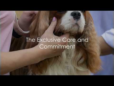 Why are #cavalierkingcharles favored by the rich and famous?