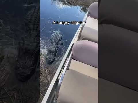 Alligator Tries to Eat Girlfriend