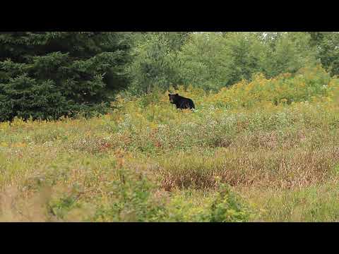 Bear leaving The Apple Tree