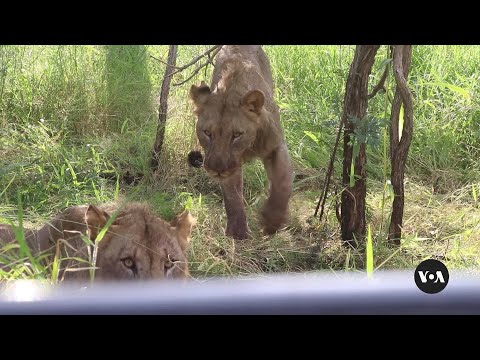 Malawi lions get birth control in effort to save their prey | VOA News